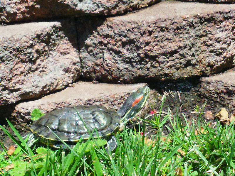 Illustration for article titled Turtle Toiletry